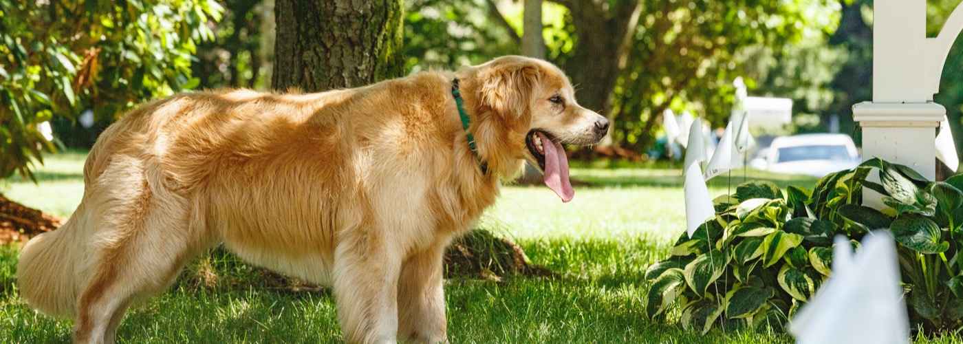 East Texas DogWatch, Bullard, Texas | Outdoor Hidden Dog Fences Slider Image